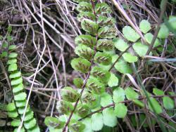 Asplenium trichomanes. Pinnate laminae showing red-brown rachises, oblong pinnae with rounded apices, and sori elongated along the veins.
 Image: L.R. Perrie © Leon Perrie CC BY-NC 3.0 NZ